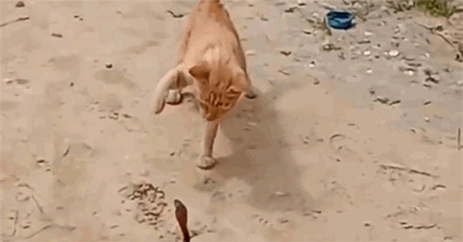 Giỡn mặt với mèo, rắn hổ mang nhận ngay một vả chết tươi