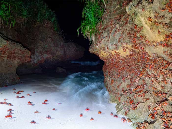 Cua đỏ đồng loạt 