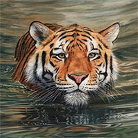 Vì sao hổ không sợ nước, rất thích bơi và bơi giỏi?