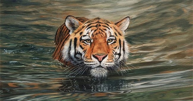 Vì sao hổ không sợ nước, rất thích bơi và bơi giỏi?