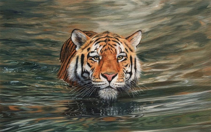 Hổ ngâm mình trong nước.