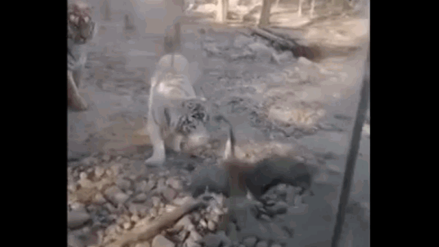 The tiger frantically runs away from its opponent's attack.
