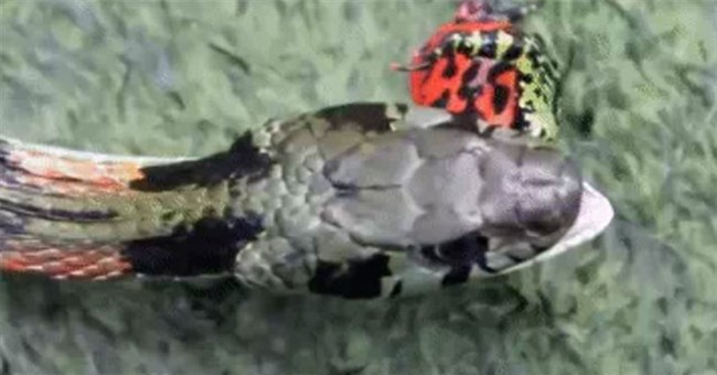 Loài rắn độc chuyên hấp thụ chất độc từ con mồi để đối đầu ếch phi tiêu