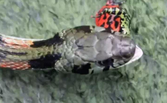 Khi con rắn định ăn thịt ếch, nó ngay lập tức phải nhả con mồi ra ngay.