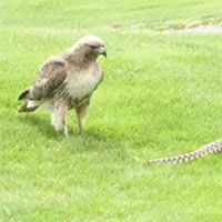 Ưng đuôi lửa đối đầu rắn "khủng" hung dữ trên bãi cỏ xanh, con nào sẽ thắng?