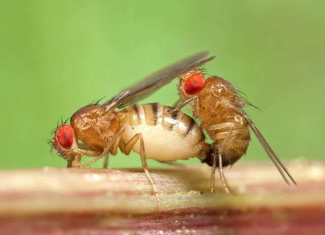 Việc chọn đẻ nhiều hay sống thọ ở loài ruồi này là một chiếc công tắc mắc ở mạch rẽ nhánh