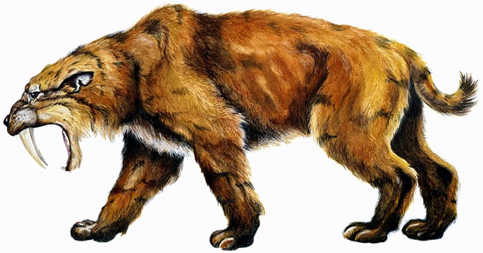 Hổ răng kiếm có lớp lông dày như gấu, với tông màu be hơi vàng tương tự như sư tử.