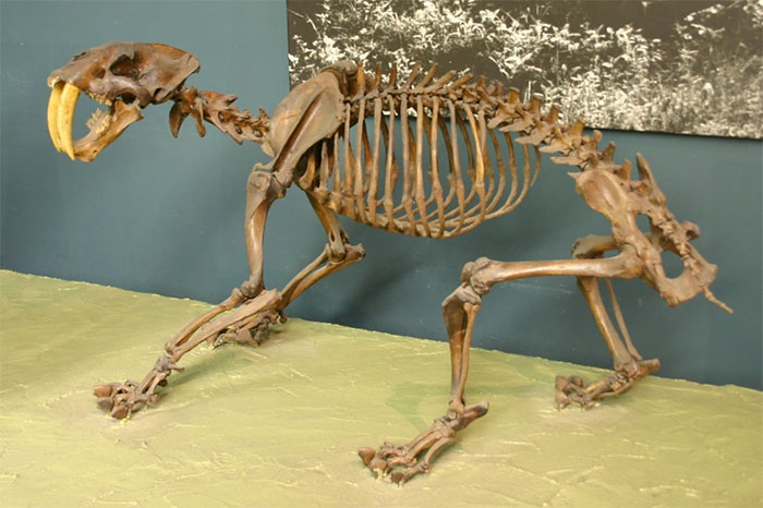 Hóa thạch của hổ răng kiếm tại Bảo tàng National Museum of Natural History