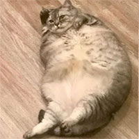 Đối mặt lao lý vì nuôi con mèo "béo nhất thế giới"