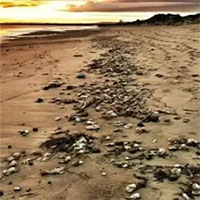 Hàng loạt tôm hùm và cua chết dạt vào bãi biển ở Anh