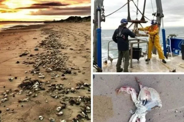 Hàng loạt tôm hùm và cua chết dạt vào bãi biển ở Anh