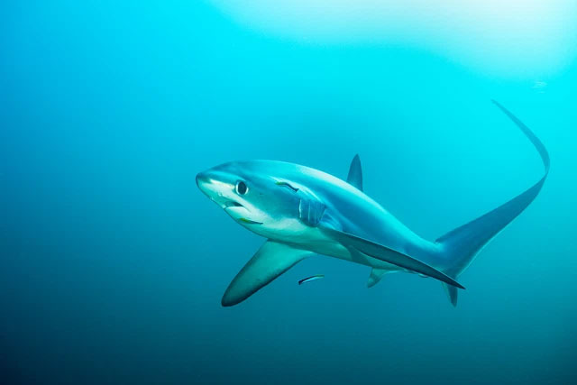 Các nhà khoa học xác nhận họ chẳng biết siêu cá mập Megalodon thật sự trông như thế nào