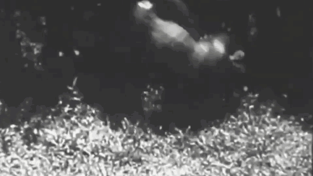 Sai lầm đã khiến con hổ bị tấn công ngược trở lại và cuối cùng phải bỏ mạng đầy tiếc nuối.