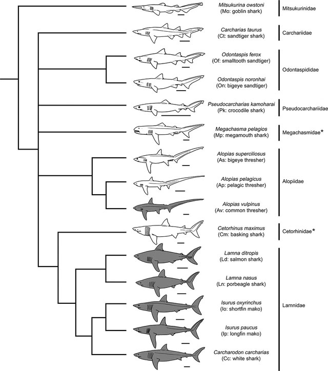Các nhà khoa học xác nhận họ chẳng biết siêu cá mập Megalodon thật sự trông như thế nào