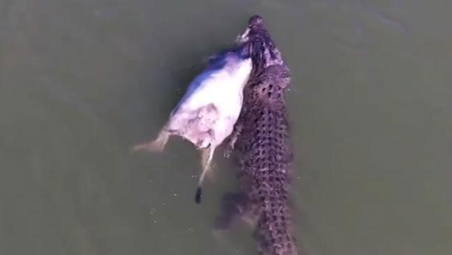 The crocodile, approximately 6 meters long, clamps down on its prey before dragging it through the water.