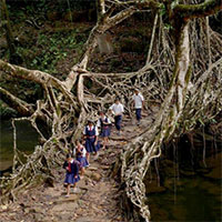 Cây cầu bằng rễ cây độc nhất trên hành tinh