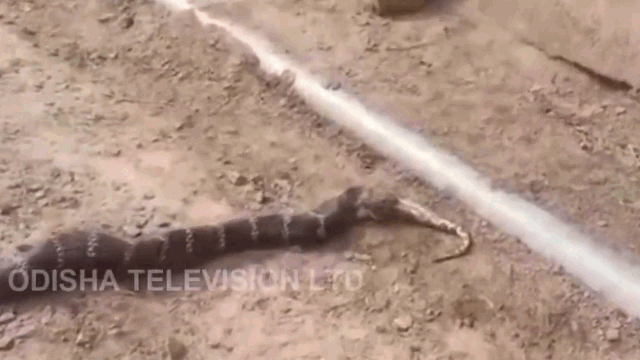 Con rắn hổ mang chúa dài 3,4 mét đang nuốt một con trăn dài 1,2m.