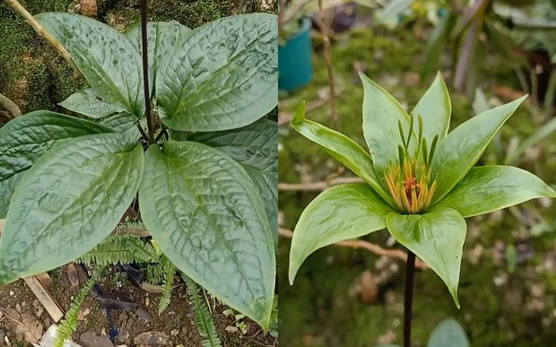Chàng trai chia sẻ loài cây lạ nở hoa màu xanh, dân mạng khẳng định là thứ cực quý ở Việt Nam