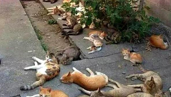 Trồng cây đuổi muỗi, cô gái sốc khi thấy biệt đội “boss” nằm la liệt trước sân