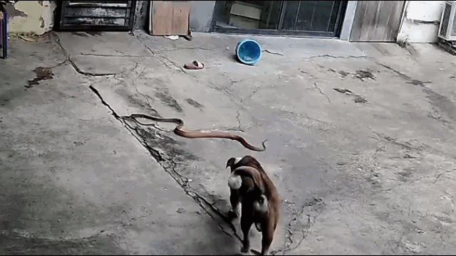 Venomous snake attacks dog