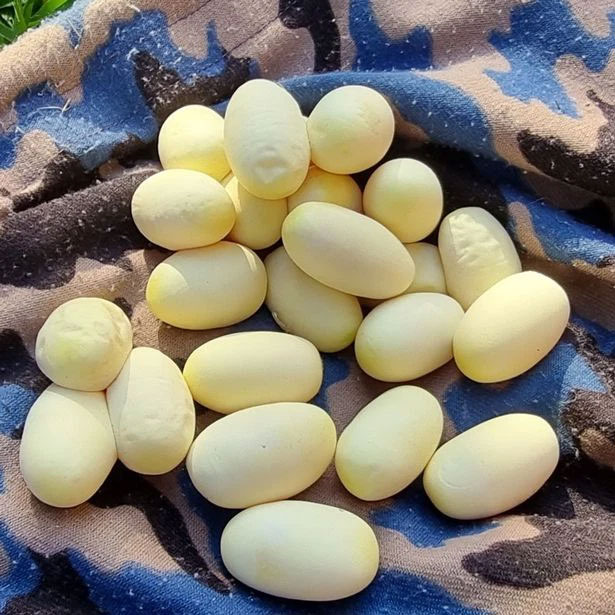 Theo chuyên gia về rắn, những quả trứng có khả năng nở vào tháng 3 tới