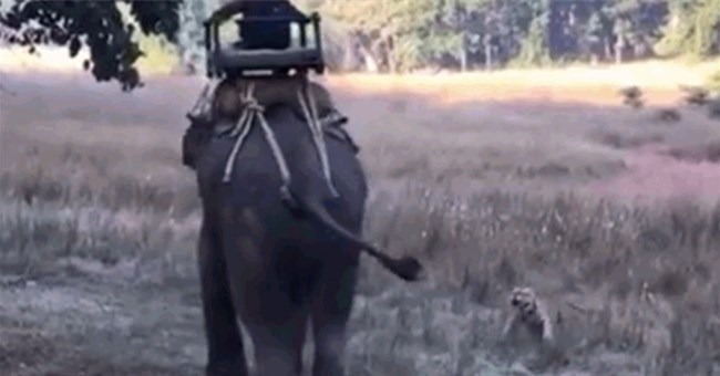 Hổ dữ ngông cuồng lao ra tấn công voi rừng và cái kết muối mặt