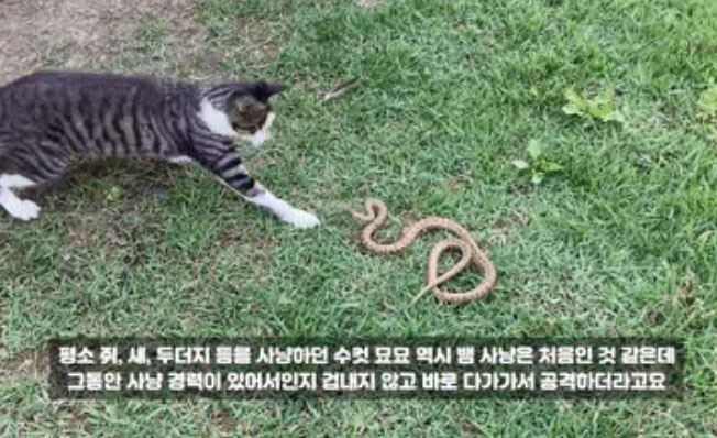 Mèo liên tục tung "miêu quyền" để đánh vào đầu rắn.