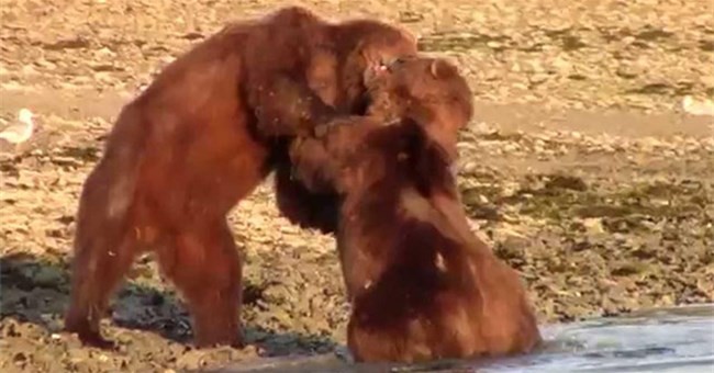 Nóng mắt trước hành động của "sửu nhi" bắt nạt kẻ yếu, gấu nâu Alaska ra tay hành động trượng nghĩa