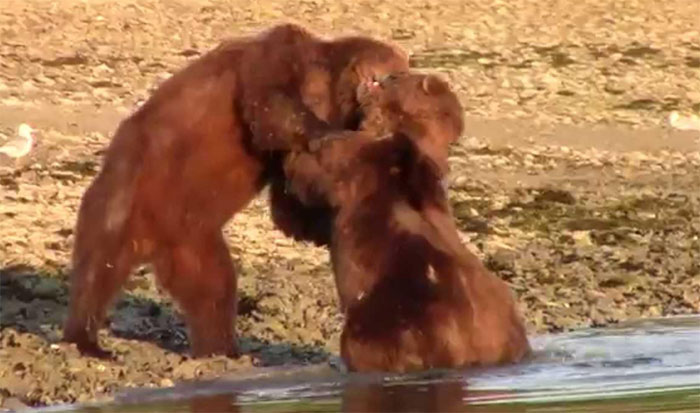 Trận chiến tương tàn giữa hai con gấu nâu.