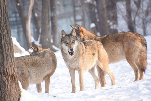 Nội địa của Siberia có gì đáng sợ như vậy, tại sao ngay cả những con hổ ở Siberia cũng ngại vào sâu?