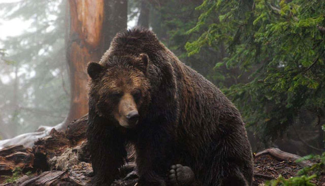 Nội địa của Siberia có gì đáng sợ như vậy, tại sao ngay cả những con hổ ở Siberia cũng ngại vào sâu?