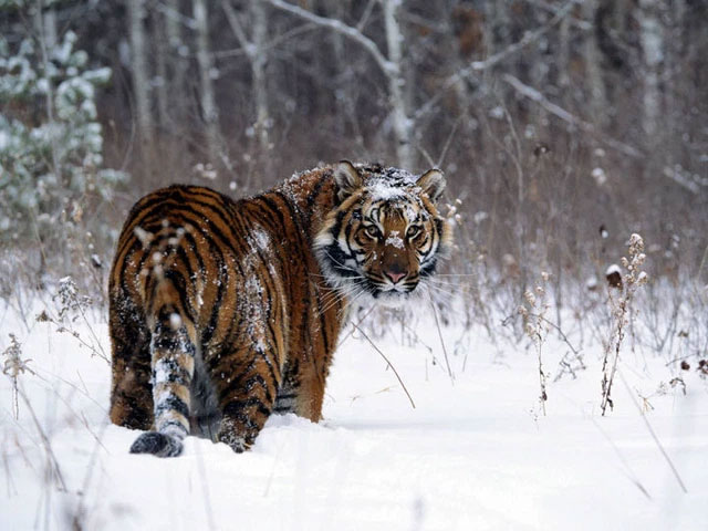 Nội địa của Siberia có gì đáng sợ như vậy, tại sao ngay cả những con hổ ở Siberia cũng ngại vào sâu?