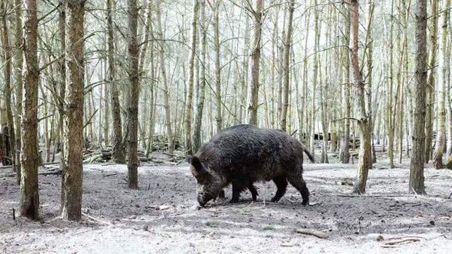 Nội địa của Siberia có gì đáng sợ như vậy, tại sao ngay cả những con hổ ở Siberia cũng ngại vào sâu?