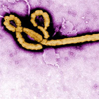 Phát hiện mới về loại virus khiến 25-90% người nhiễm bệnh tử vong
