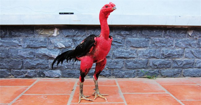 "Thiên hạ vô địch" ở Trung Quốc cũng phải "chạy té khói" khi gặp gà chọi Việt Nam