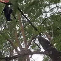Rồng Komodo leo cả lên cây để bắt dơi "khủng": Liệu nó có thành công?