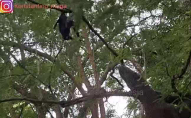 Komodo Dragon climbing a tree to catch a short-nosed fruit bat in Indonesia.