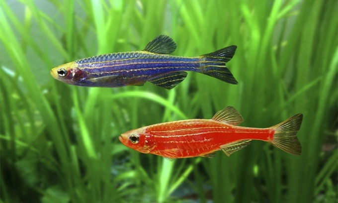 Cá phát sáng biến đổi gene rủ nhau trốn khỏi trang trại
