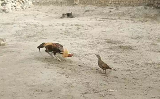 The surprising outcome as the francolin continuously defeats the rooster in a duel
