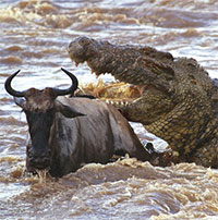 Cá sấu sông Nile khổng lồ - nỗi ác mộng của hàng triệu con linh dương đầu bò trong mùa di cư