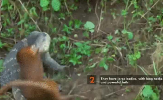When the mongoose relaxed its attack, the monitor lizard saw its opportunity.