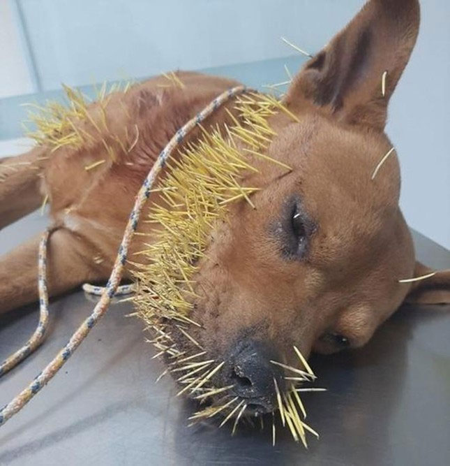 Thách đấu với nhím, chú chó 