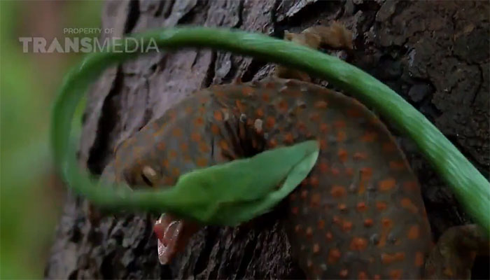 Tắc kè cắn chặt vào cổ con rắn.