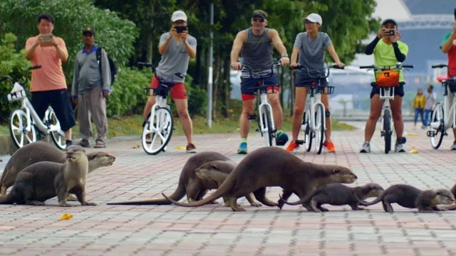 Singapore đang bị 