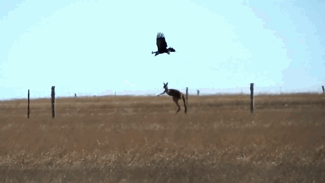 Con kangaroo không bỏ chạy mà còn chủ động lao tới xua đuổi đại bàng.