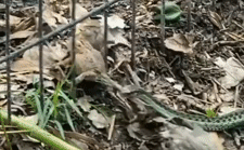 Rắn đinh bắt cóc ăn thịt thì bị mèo lao tới phá bĩnh.