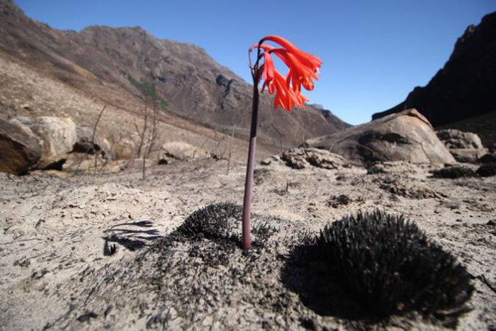 Cây fynbos ở châu Phi bám trụ với bộ rễ mỏng nhất thế giới
