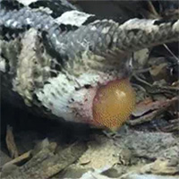 Cận cảnh quá trình đẻ con của loài rắn độc có răng nanh dài nhất thế giới