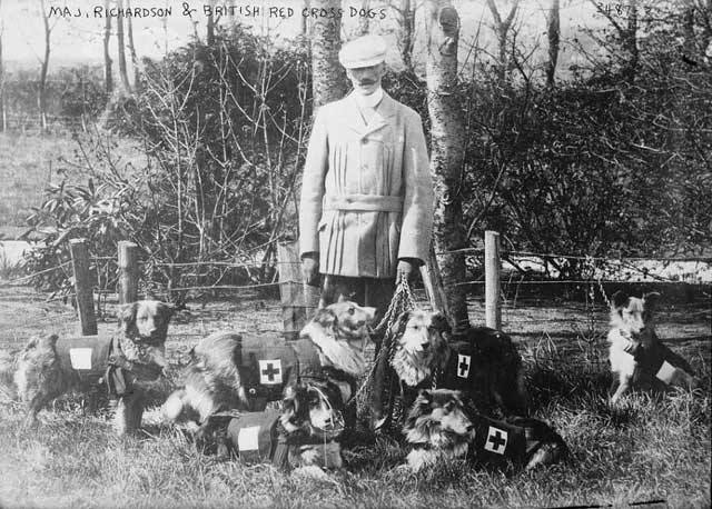  Ý tưởng sử dụng chó cứu thương trong chiến tranh mới chỉ manh nha bắt đầu vào năm 1890.