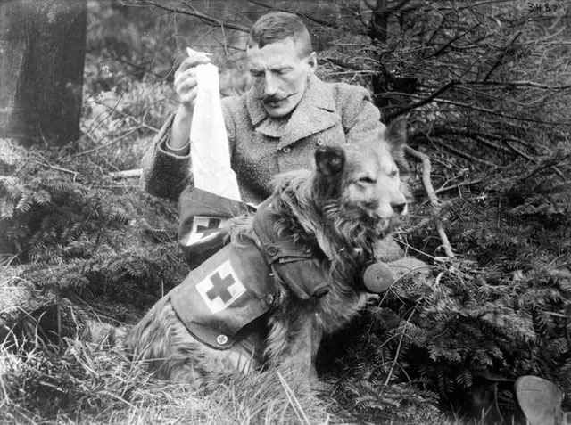 Một người lính đang lấy gạc từ một chú chó cứu thương của Anh.